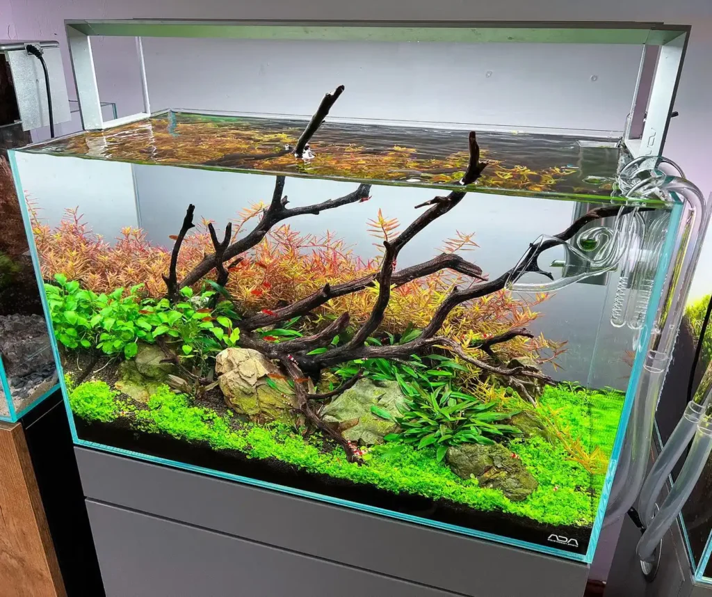 Branch Wood and Red Stem Layout