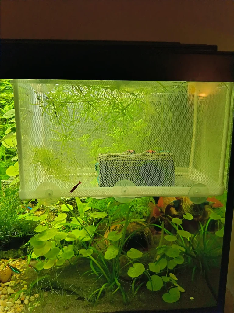 Build Fry Only Hiding Places 768x1024 1