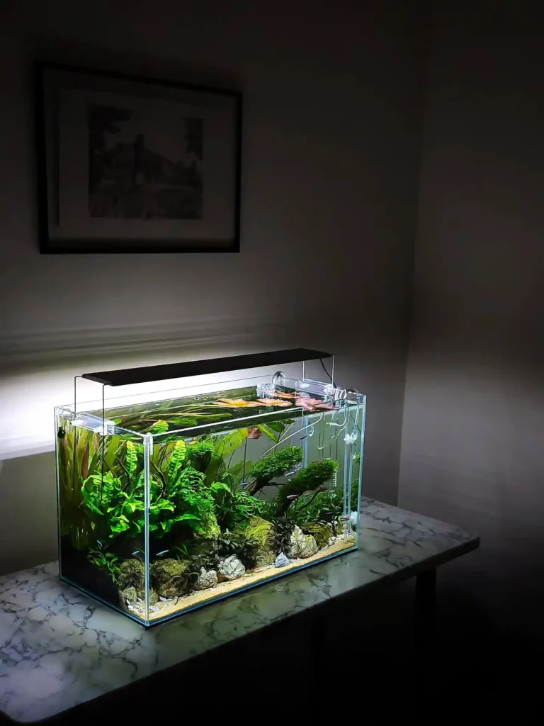 Compact Fern and Moss Aquarium