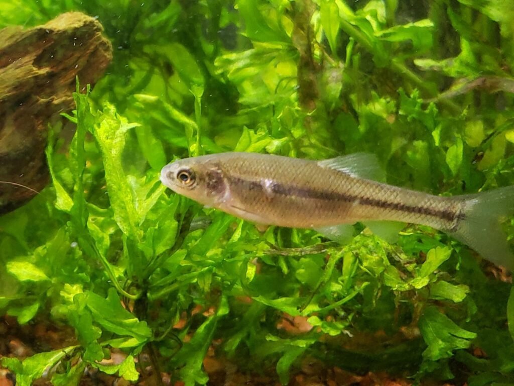 Fathead Minnows