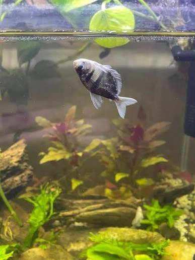 Fish Die After a Water Change tank