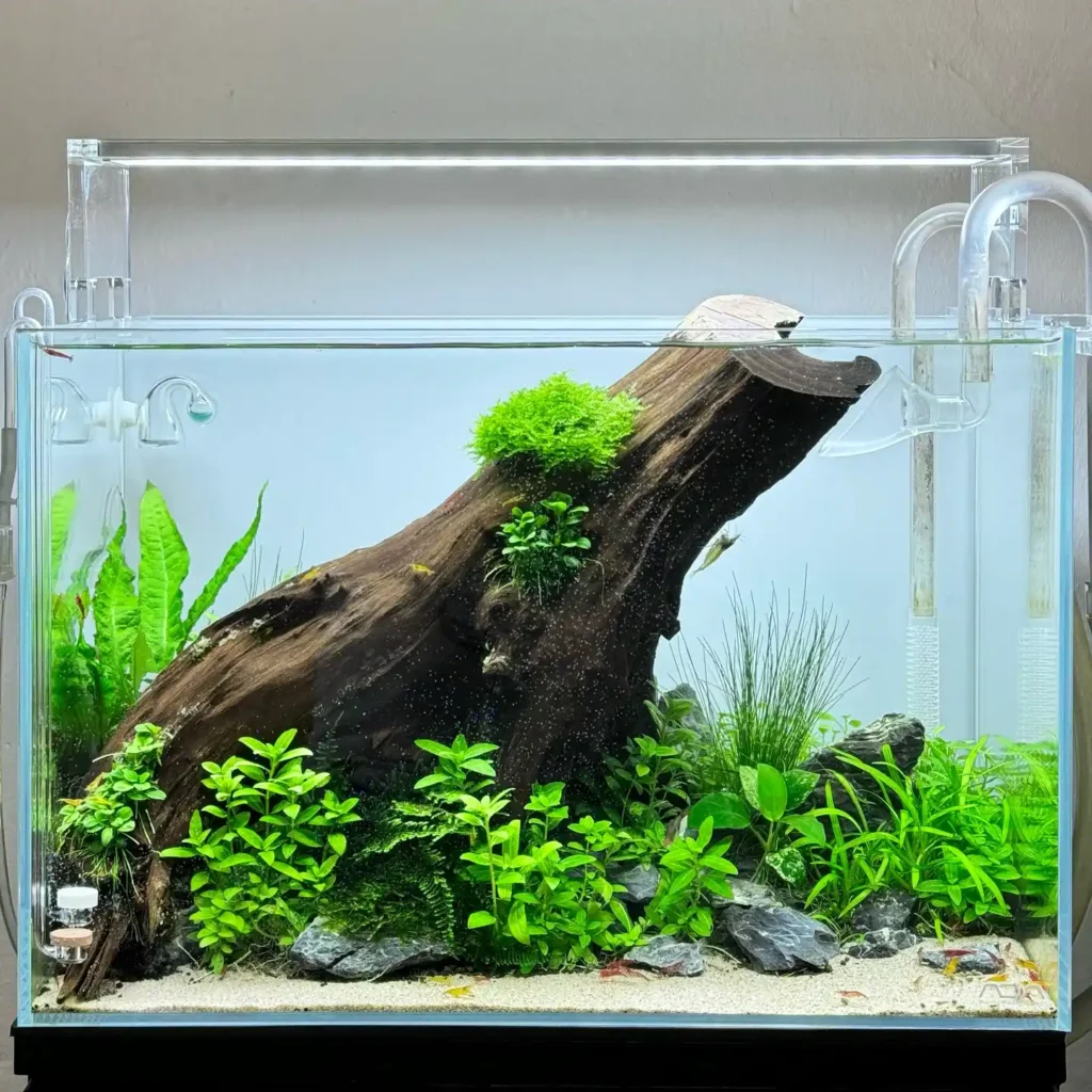 Giant Driftwood Centerpiece
