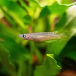 Golden Wonder Killifish