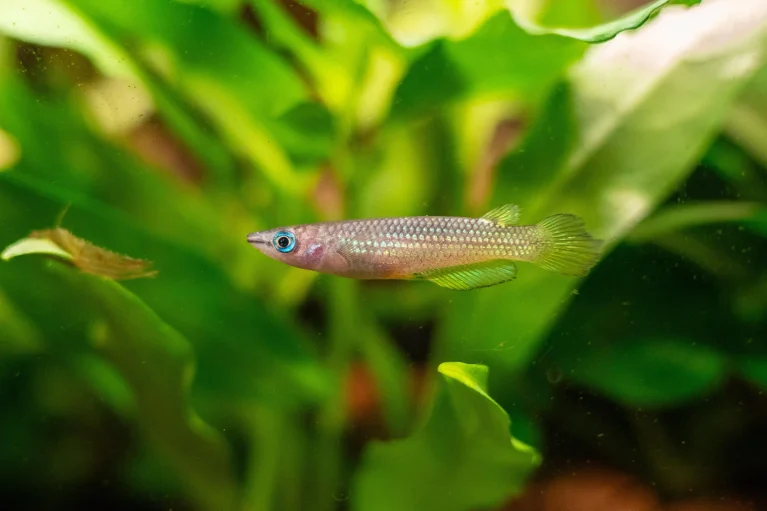 15 Egg Laying Fish for Beginner Breeders