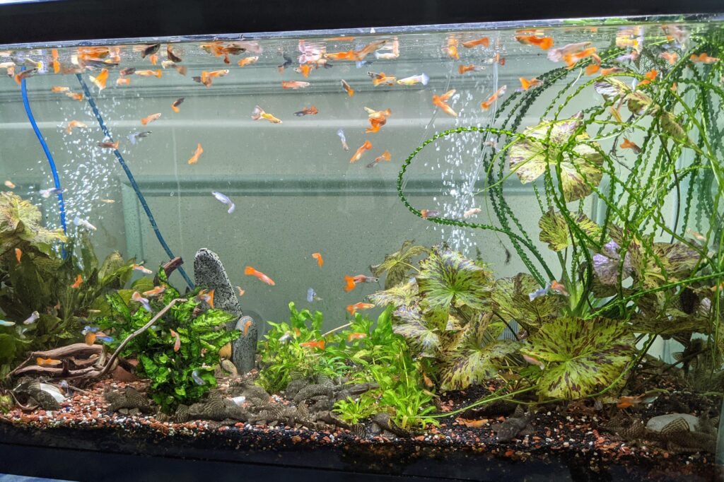 Guppy tank care
