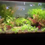How to Set Up a Guppy Tank