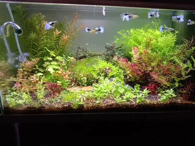 How to Set Up a Guppy Tank: A Beginner’s Practical Guide