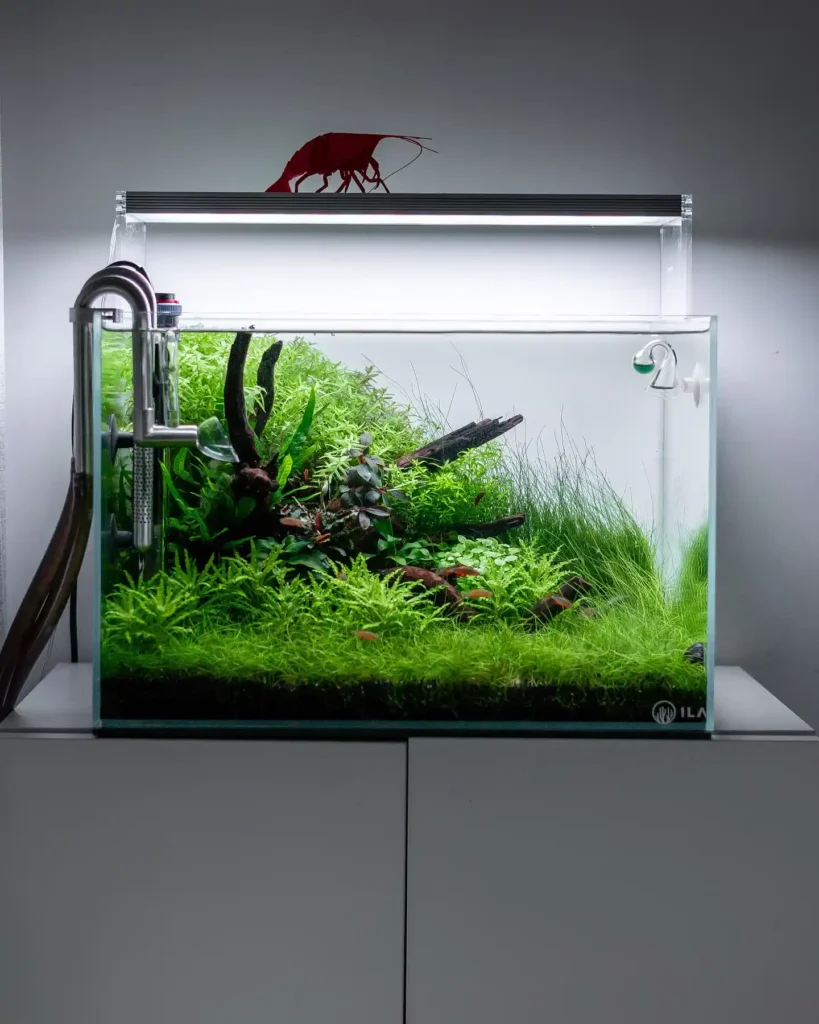 Low Planted Shrimp Garden