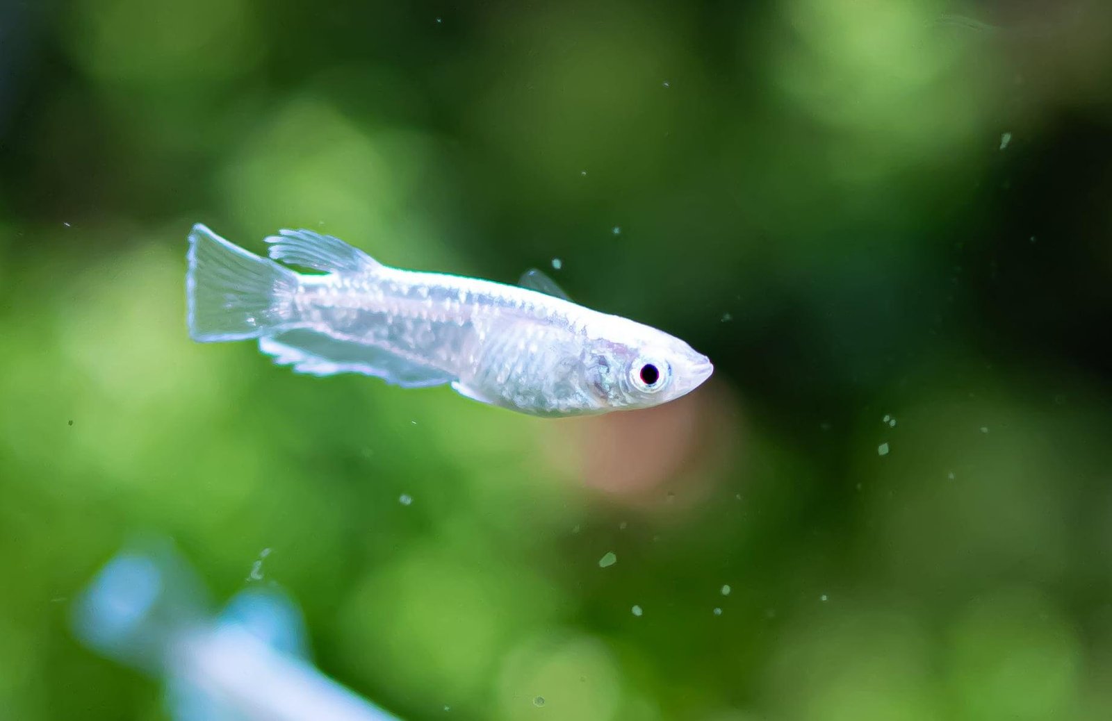 15 Easiest Fish to Breed in a Home Aquarium