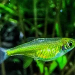 Neon Green Rasbora