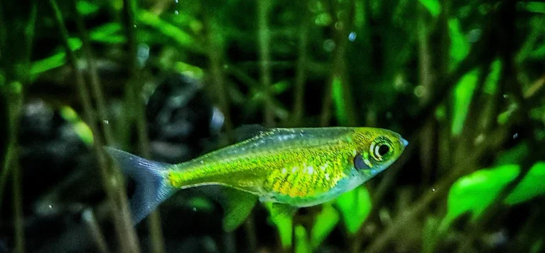 15 Freshwater Fish That Stay Small