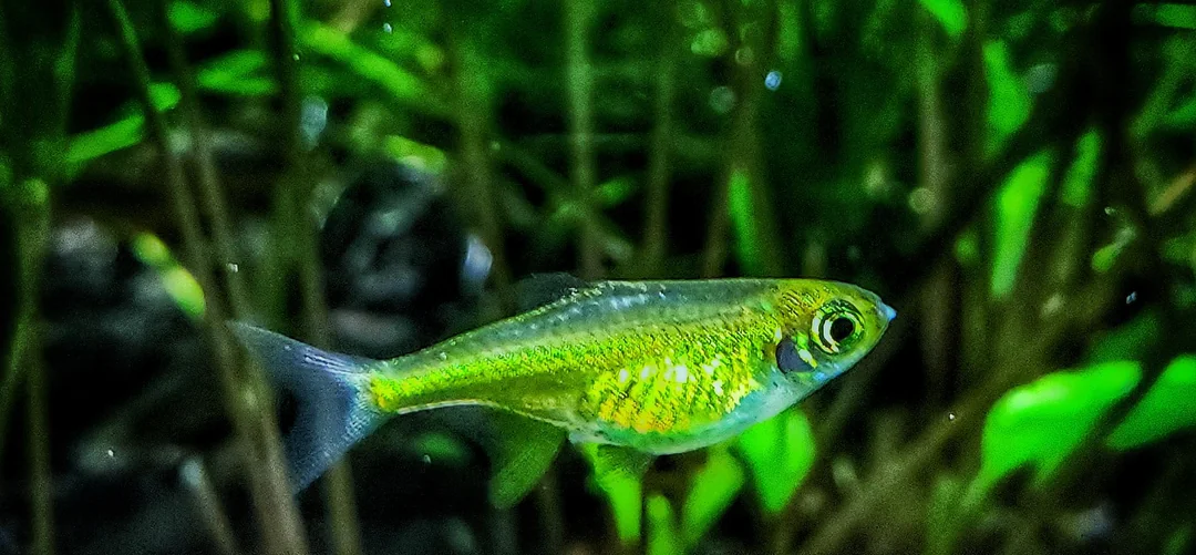 15 Freshwater Fish That Stay Small