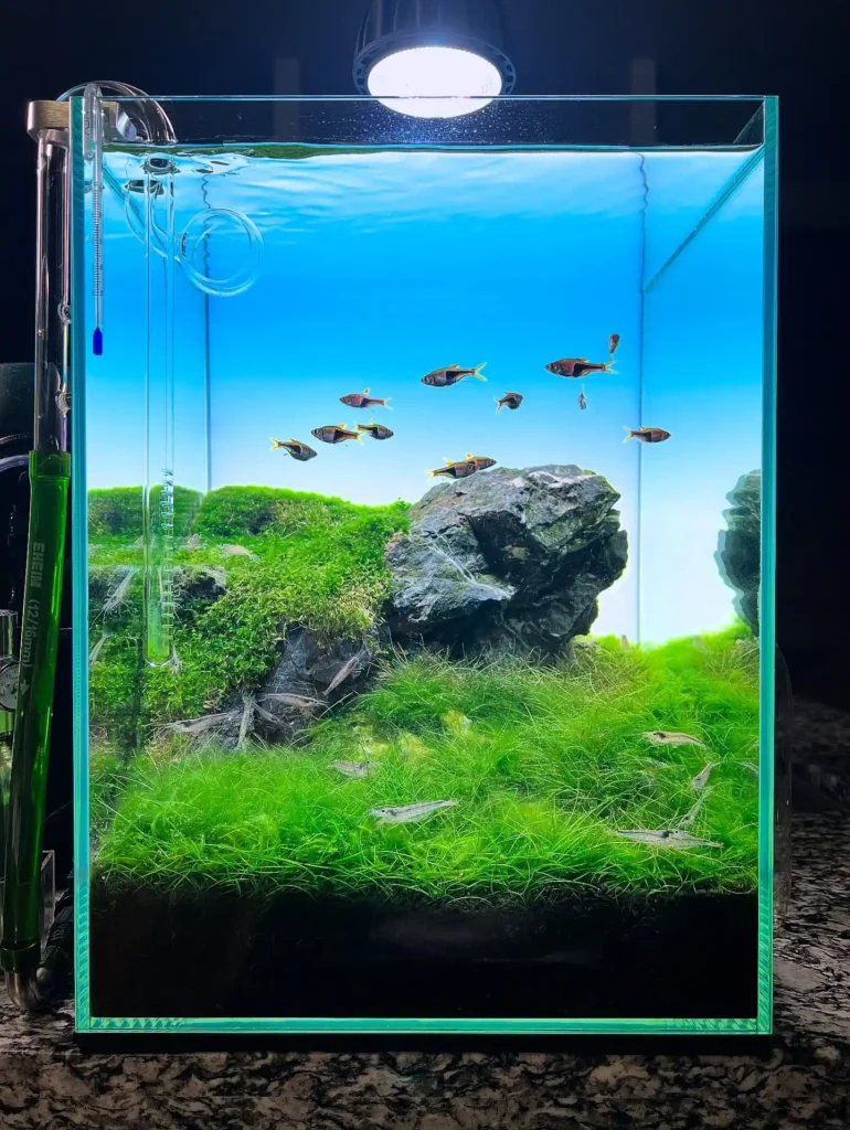 Open Meadow Rockscape