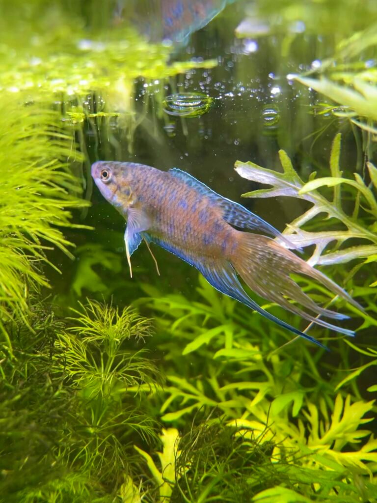 Paradise Fish