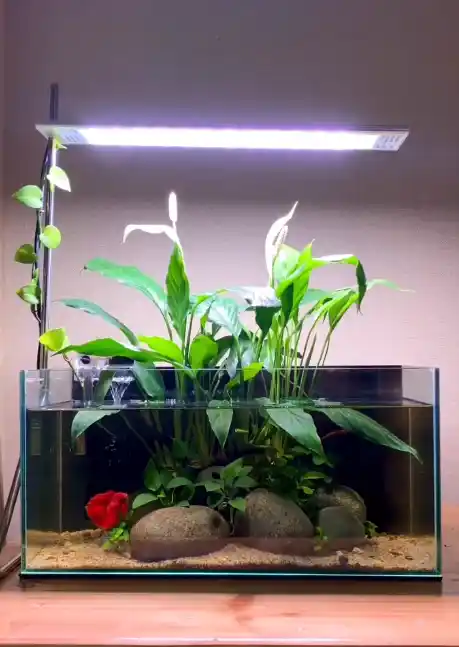 Peace Lily Island Aquarium