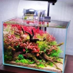 Red Stem Driftwood Garden