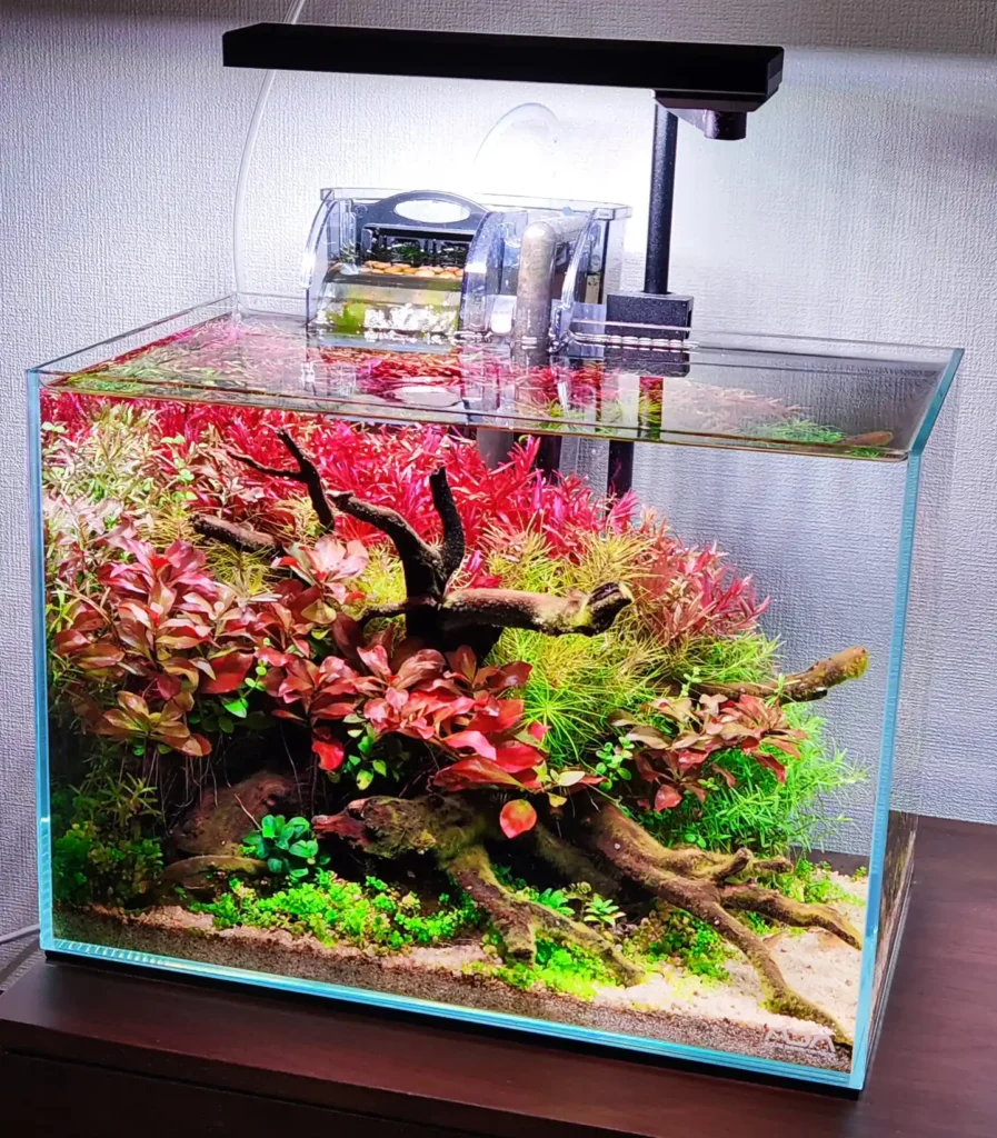 Red Stem Driftwood Garden