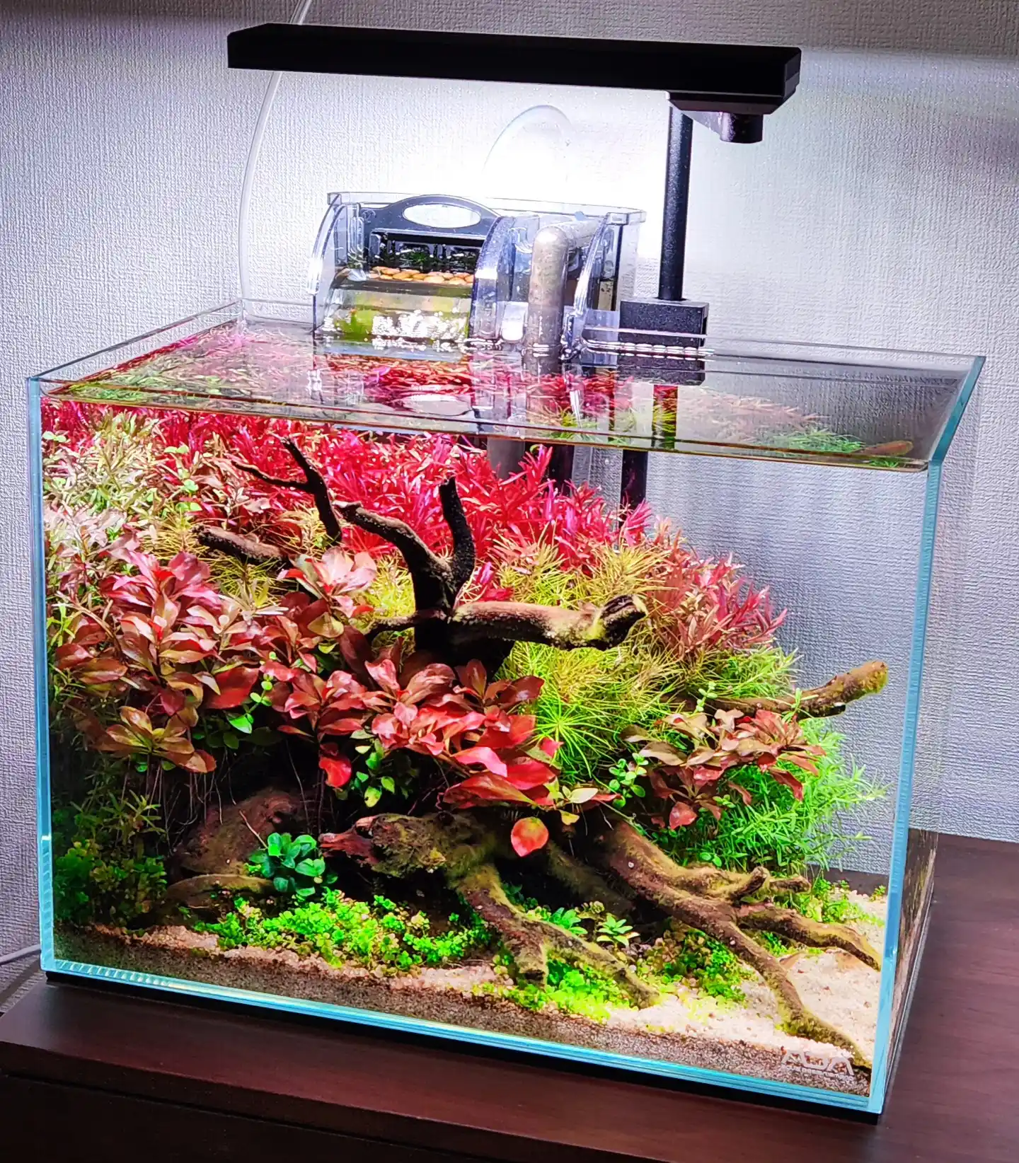 21 Planted Aquarium Layout Ideas for Beautiful Tanks