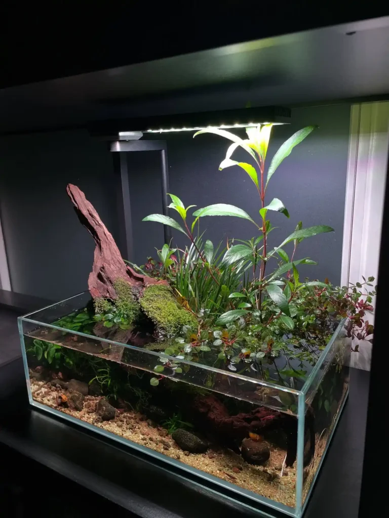 Shallow Paludarium Style Plant Layout