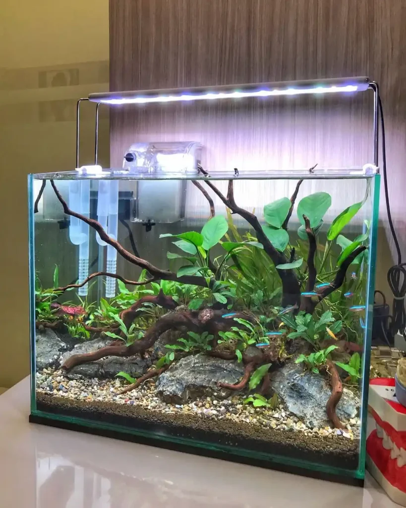 Simple Branch and Anubias Layout