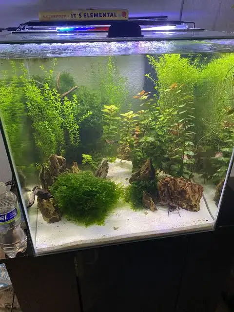 Start With Healthy Breeding Fish