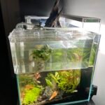 Things to Know Before Breeding Aquarium Fish