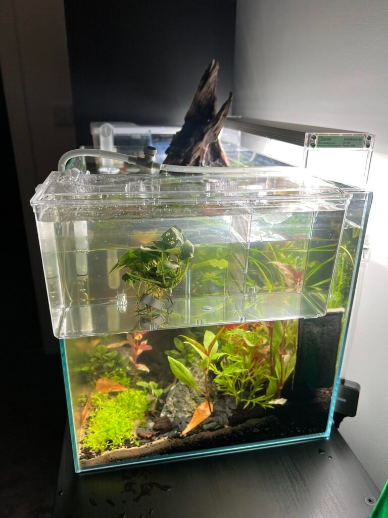 17 Things to Know Before Breeding Aquarium Fish
