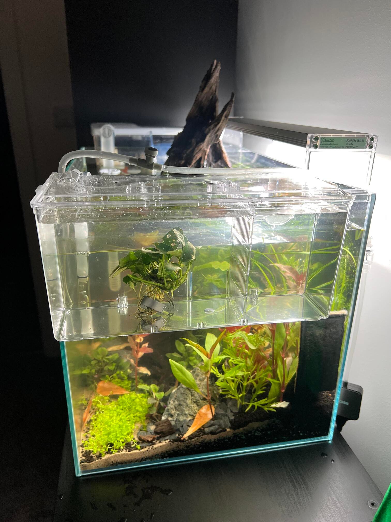 17 Things to Know Before Breeding Aquarium Fish