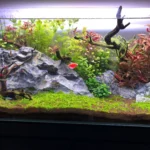 Things Fish Stores Dont Always Explain 50