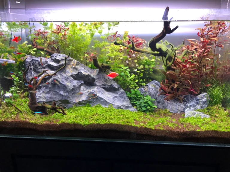 15 Things Fish Stores Don’t Always Explain