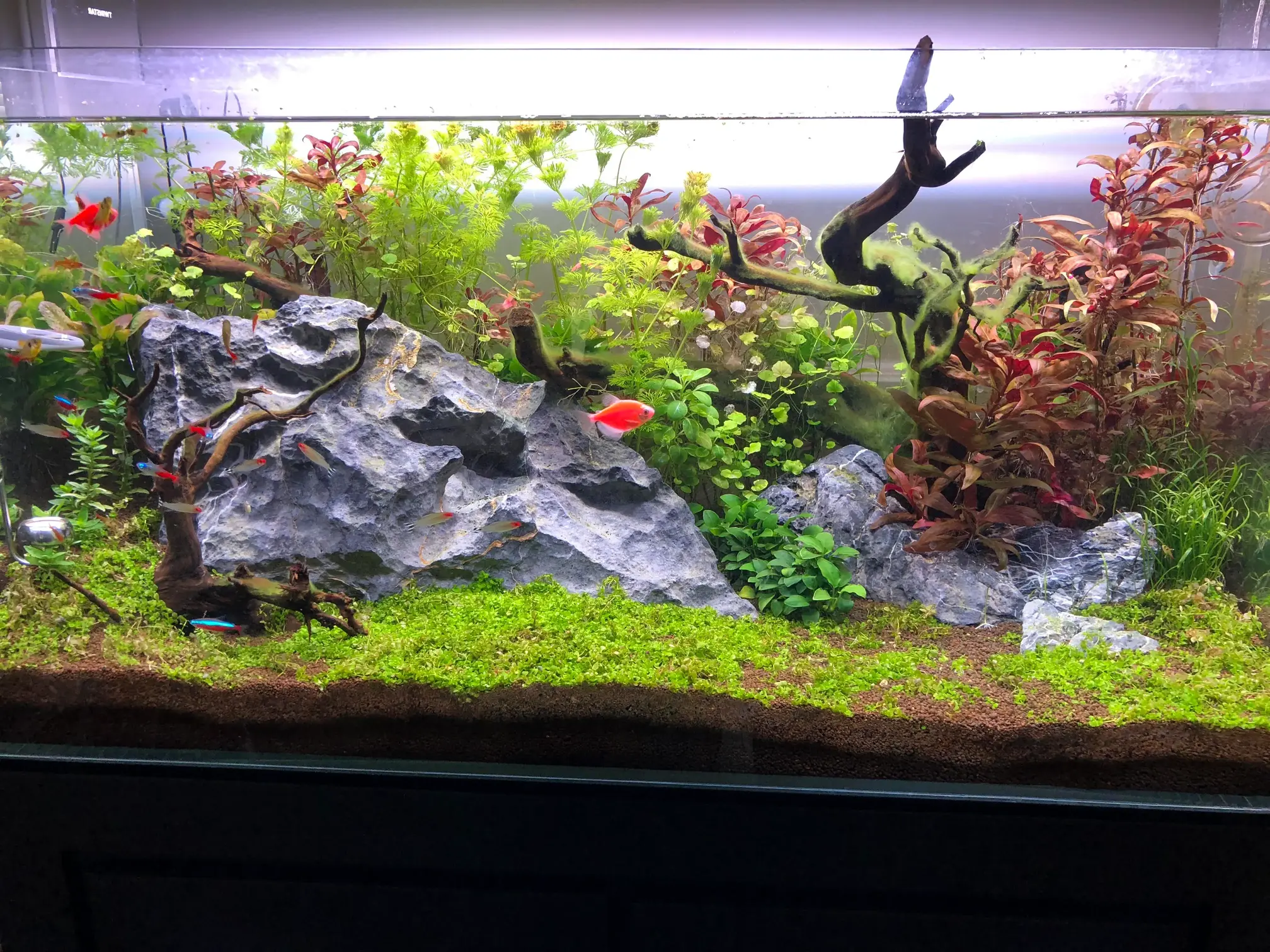 15 Things Fish Stores Don’t Always Explain