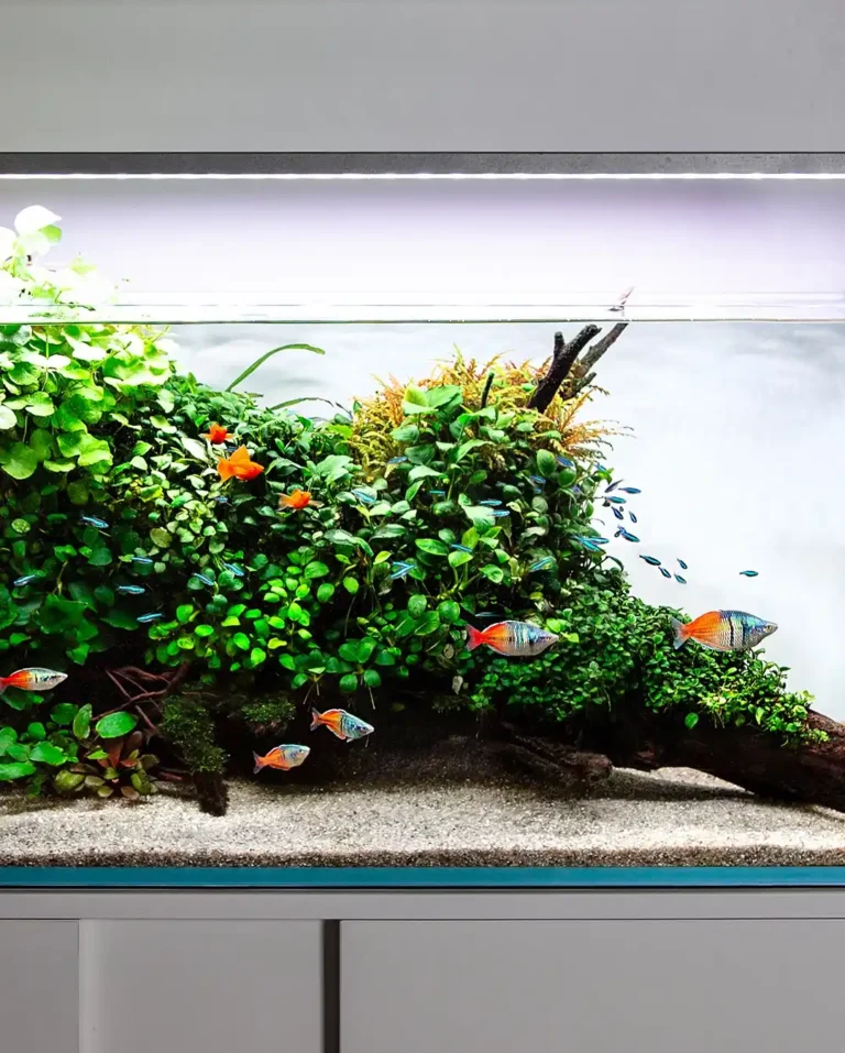 15 Ways to Protect Fry in a Community Tank