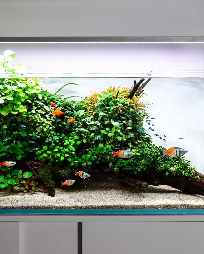 community tank