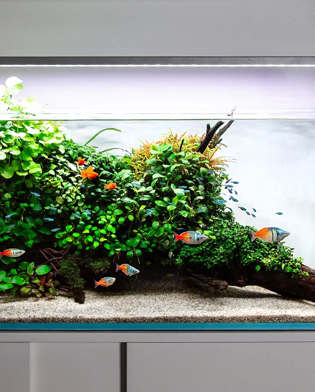 15 Ways to Protect Fry in a Community Tank