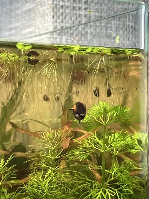 tank fry in aquarium